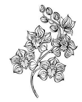 Contour orchid Stock Illustration