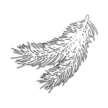 Contour of pine or spruce branches isolated on white background. Stock Illustration