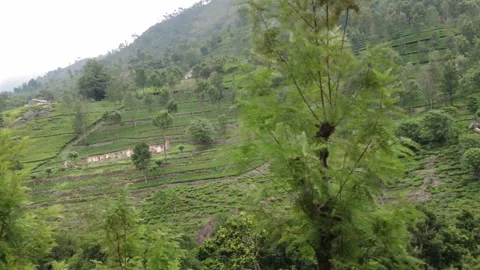 Contour planted tea terraces on a steep hillside with rock outcrops Stock Footage 346334943