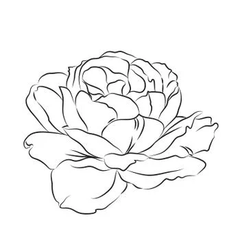 Contour of rose. Stock Illustration
