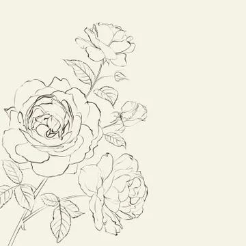 Contour of rose. Stock Illustration