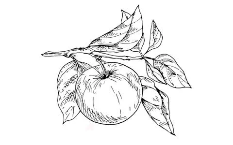 Contoured apple on a branch with leaves. Vector Stock Illustration