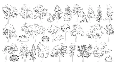 Contours of coniferous and deciduous trees, set isolated on white backgroun.. Stock Illustration