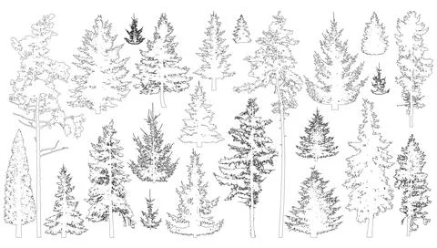Contours of coniferous trees. Set of spruce and pine trees. Vector Stock Illustration