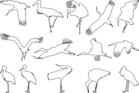 The contours of storks Stock Illustration