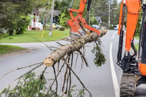 Contractors clear fallen trees in road Side view as a hydraulic digger tra... Foto stock