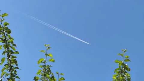 Contrails from plane through apple tree foliage Video stock 311732232