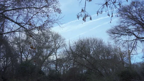 Contrails through the trees Stock Footage 145699737