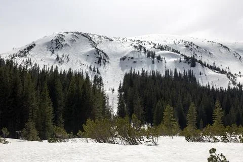 The contrast between the dark, evergreen trees and the bright, white snow c.. Stock Photos