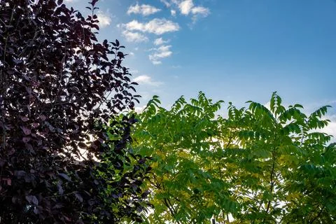 Contrast between dark red and green deciduous foliage in garden Stock Photos