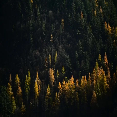 Contrast between larch trees and pine trees in autumn season Vídeo Stock 69489341