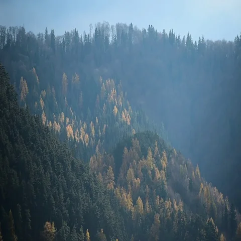 Contrast between larch trees and pine trees in autumn season Stock-Footage 69489387