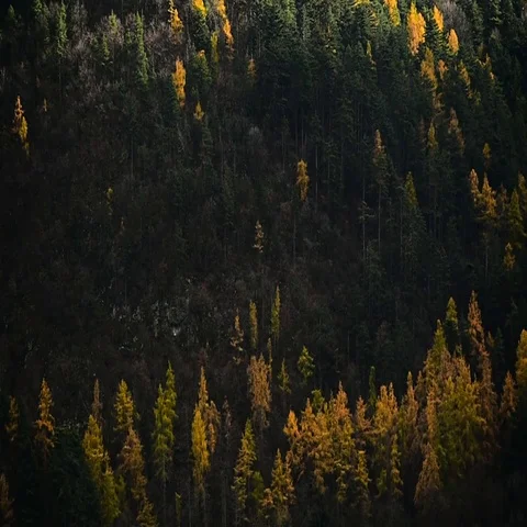 Contrast between larch trees and pine trees in autumn season 스톡 동영상 69489404