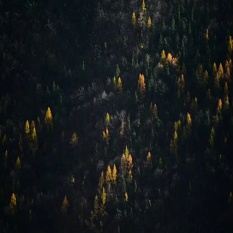 Contrast between larch trees and pine trees in autumn season 스톡 동영상 69489407