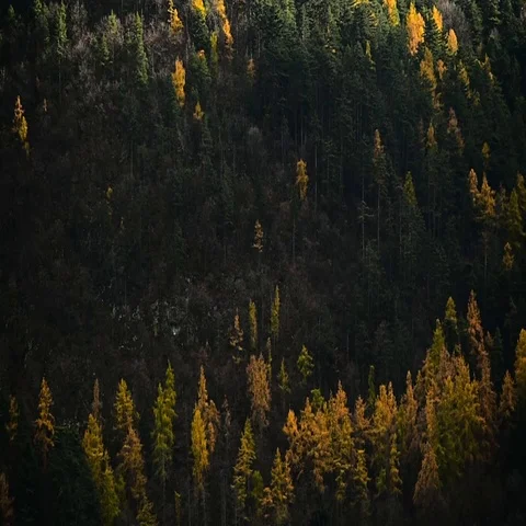 Contrast between larch trees and pine trees in autumn season 스톡 동영상 69489476