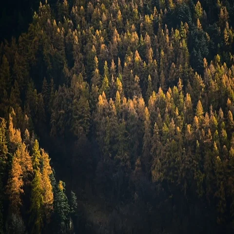 Contrast between larch trees and pine trees in autumn season Stock-Footage 69489565