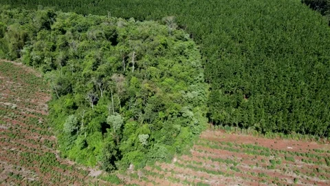 Contrast between native forest and pine plantation Stock Footage 251522171