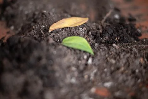 Contrast between withered yellow leaf and fresh green sprout resting upon d.. Stock-Fotos