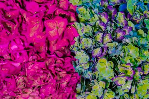 Contrast coloring of flowers. Stock Photos