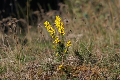 Contrast of Flowering Gorse Making Its Way Through the Dry Mountain Scrub 写真素材