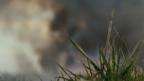 Contrast footage of a fire in the forest. Green grass on foregroung. Thick black Video stock 105015053