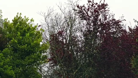 Contrast of Green and Red Foliage on Overcast Day Stock Footage 276835239