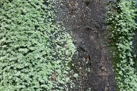 Contrast pattern of green moss and dark tree bark Stock Photos