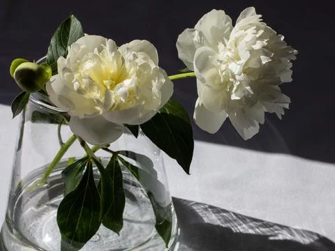 Contrast photo of peonies in a glass vase.The sunbeam is shining. Interior photo Stock Photos