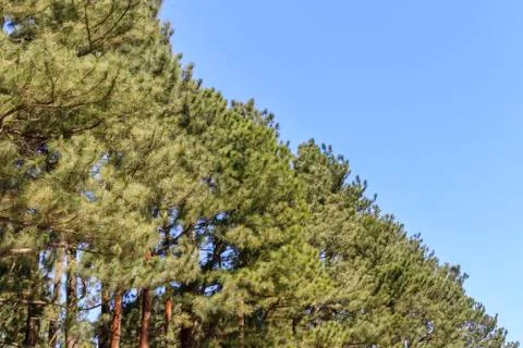 Contrast of pine trees and cloudless blue sky Stock Photos