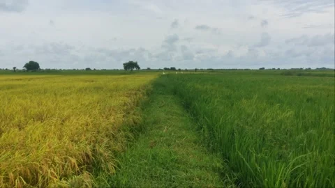 Contrast Rice Fields Half Golden Ripe And Half Green split By Footpath 4K Stock Footage 346725290