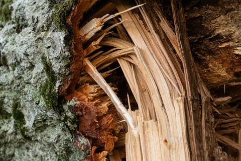 Contrast of Rough Tree Bark and Splintered Wood Texture Stock Photos