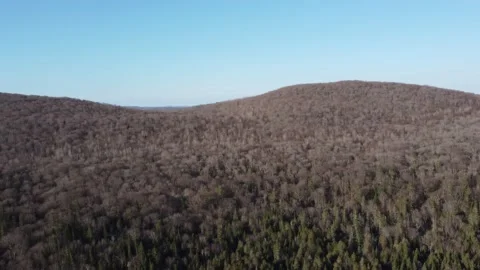 Contrast Shot: Bright Early Spring Forest Pan to Dark Forest and Frozen Lake Stock Footage 157933003
