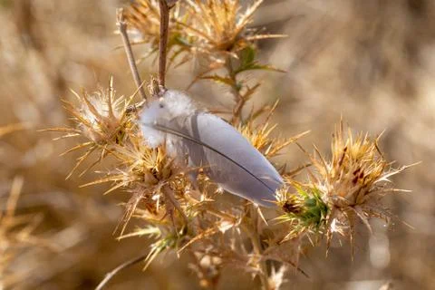 Contrast of textures: a delicate feather between the thorns of a dry thistle Stock Photos