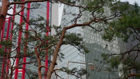 Contrasting Architectural and Natural Elements with Tall Modern Glass Buildings Video stock 310347235