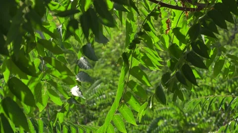 Contrasting background texture close-up with blurred background leaves of wood Stock Footage 138573427
