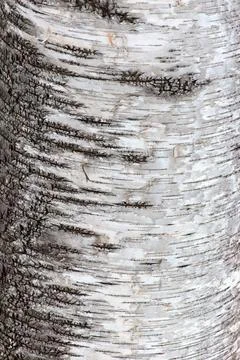 Contrasting Birch Bark Texture Stock Photos