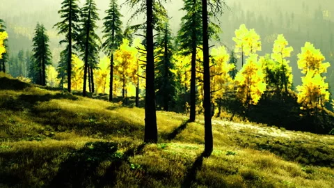 Contrasting dark pines with luminous aspens creates dramatic scenery Stock Footage 339631070
