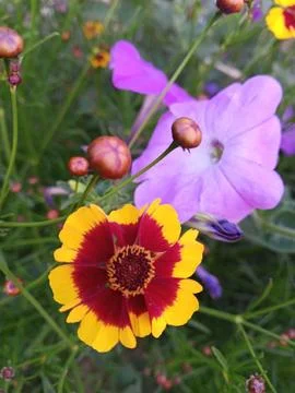 Contrasting flowers Stockfoto's