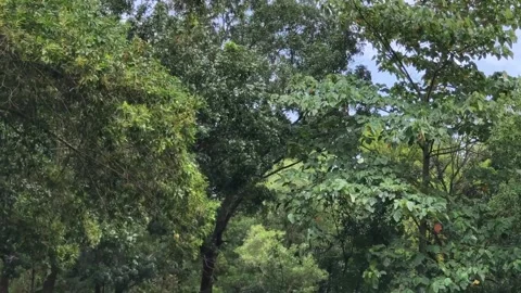 Contrasting Leaf Shapes Across Layered Green Tree Crowns Stock Footage 342325043