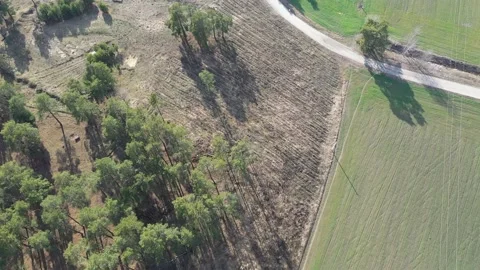 Contrasting transition underlines the fresh green grass Video stock 125905159