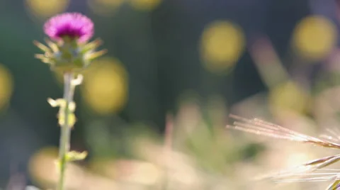 Contrasting Wildflowers Video stock 4979317