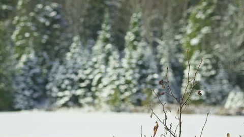 Contrasty small bare branches winter snow covered conifer background out of Stockbeeldmateriaal 256990937