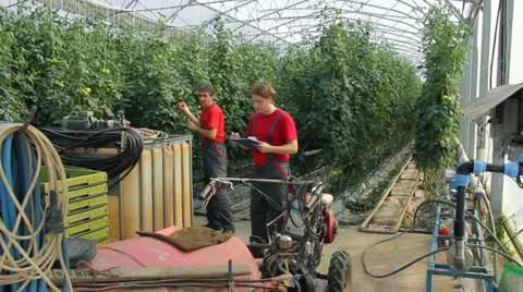 Control quality of tomatoes Stock Footage 11148616