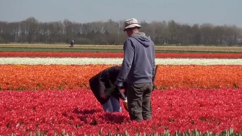 Control of Quality of Tulips Stock Footage 82533392