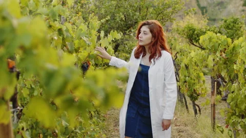 Control of vineyards of protected origin Stock-Footage 204924676