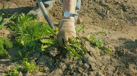 Control of weeds in the garden area Stock Footage 41185248