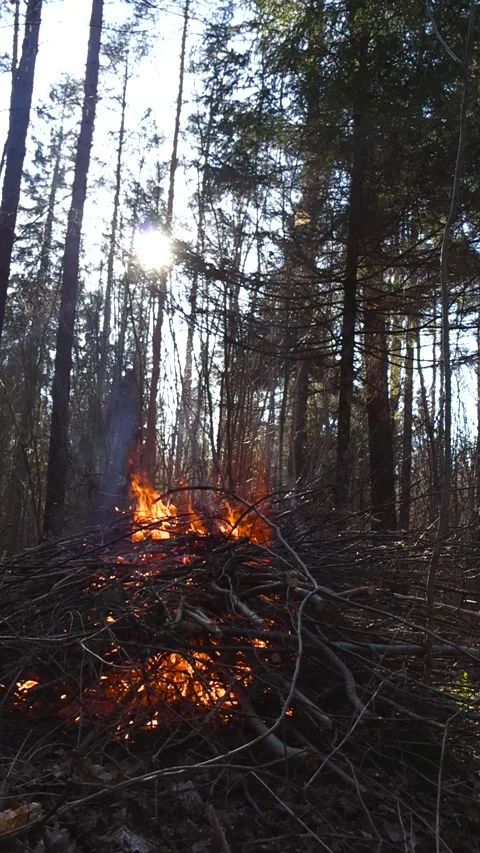 Controlled Bonfire Burning Branches in a Sunlit Forest Stock Footage 336767096