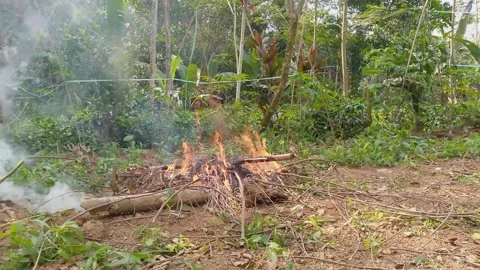 Controlled Bonfire Burning with White Smoke in Tropical Forest Indonesia Stock Footage 343847696