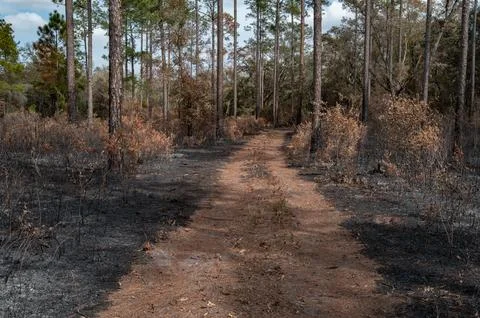 Controlled burn area in Florida Stock Photos