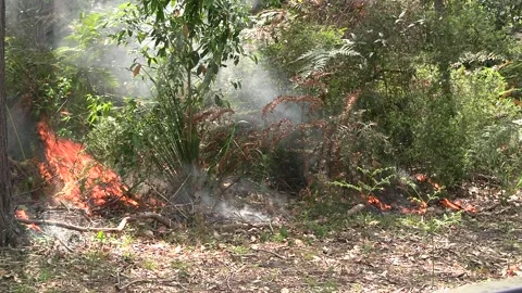 Controlled Burn - Fire burning ferns Stock Footage 162439564